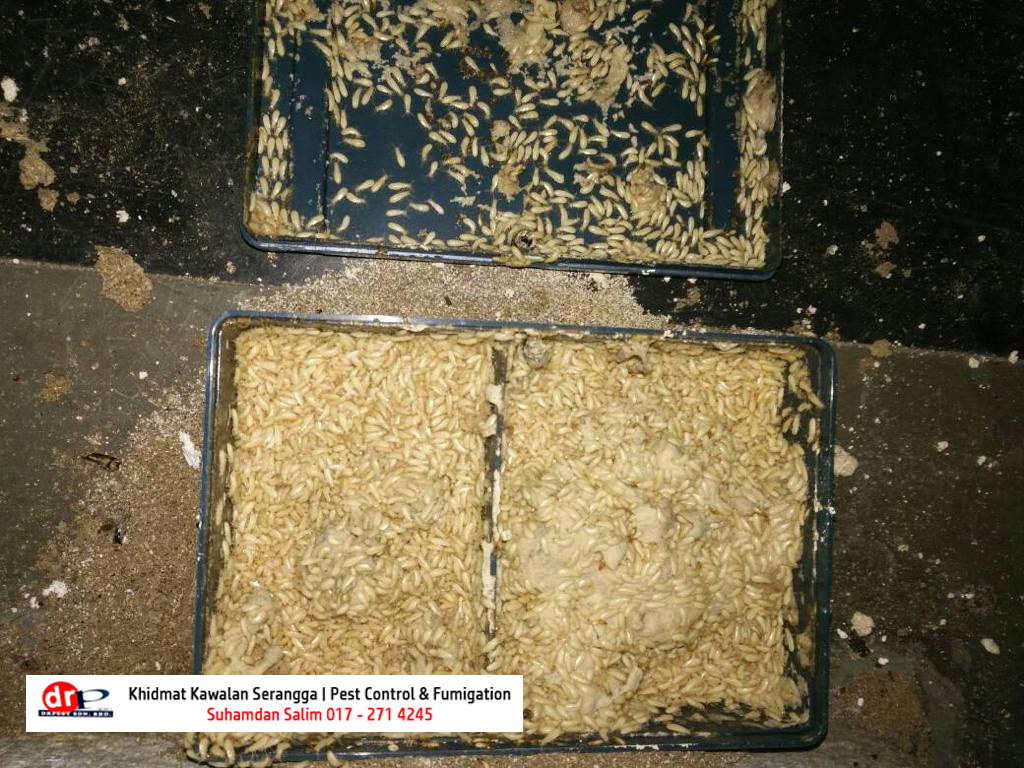 termite baiting system sistem umpan racun anai anai pest control anai anai guna baiting di bintulu sarawak