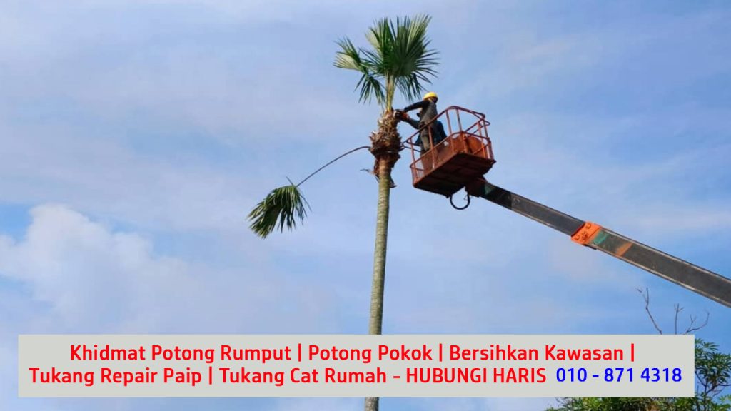 5 perkhidmatan servis ambik upah kontrak kerja potong pokok bersihkan semak samun kawasan di sekitar larkin
