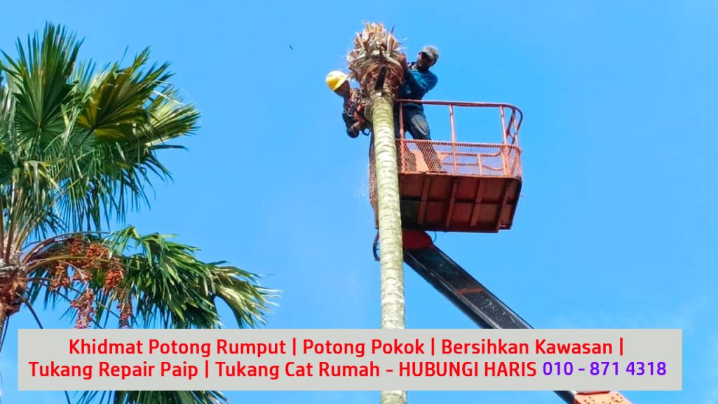 6 kontraktor melayu berlesen servis perkhidmatan memotong pokok besar dan bersihkan kawasan kampung dan taman di larkin