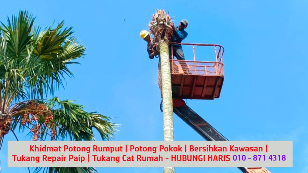 6 kontraktor melayu berlesen servis perkhidmatan memotong pokok besar dan bersihkan kawasan kampung dan taman di skudai