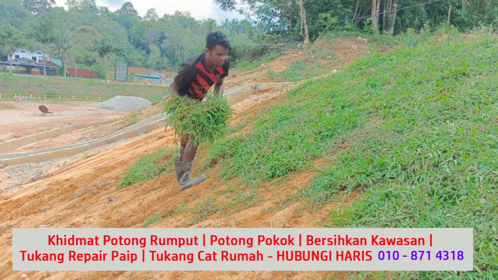 7 ambik kontrak kontraktor kerja tanam rumput membaja tanaman dan meracun rumput rumpai di kawasan pekan nanas