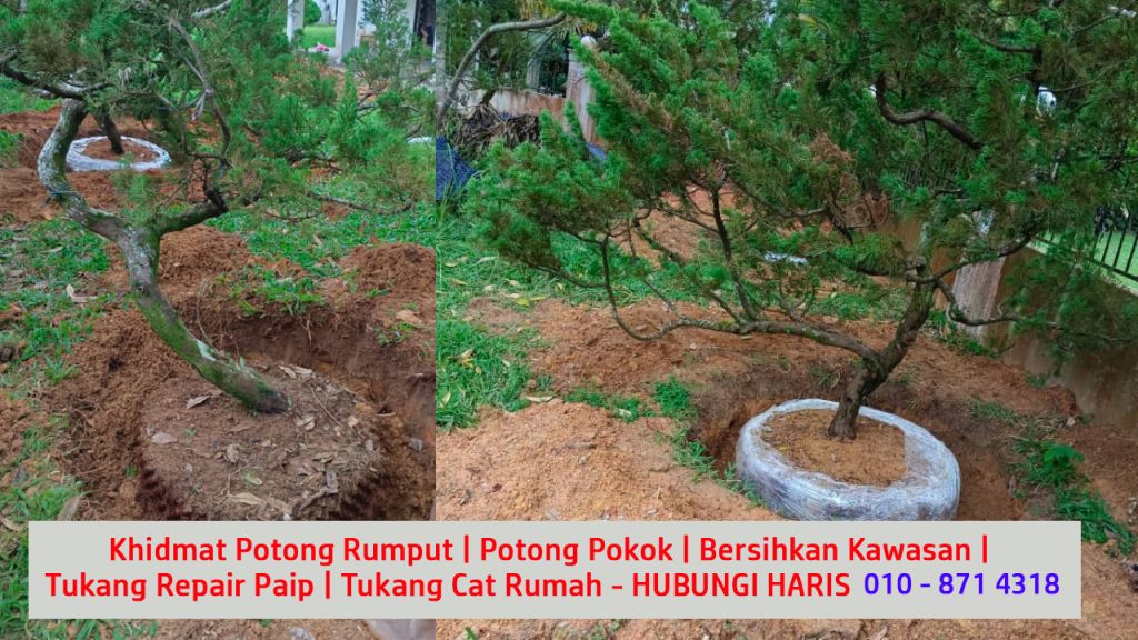 9 kontraktor servis khidmat kerja pindah dan tanam pokok baru untuk bersihkan dan cantikkan kawasan rumah di larkin